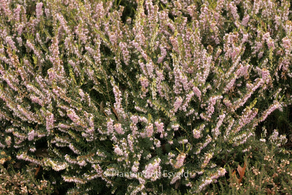 Erica darleyensis ‘Darley Dale’