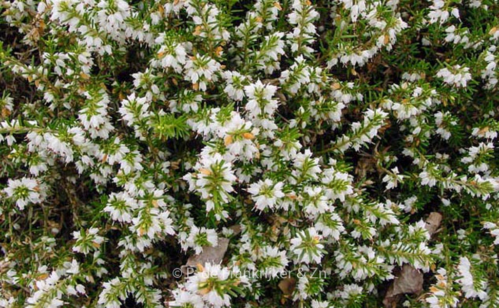 Erica darleyensis ‘White Perfection’