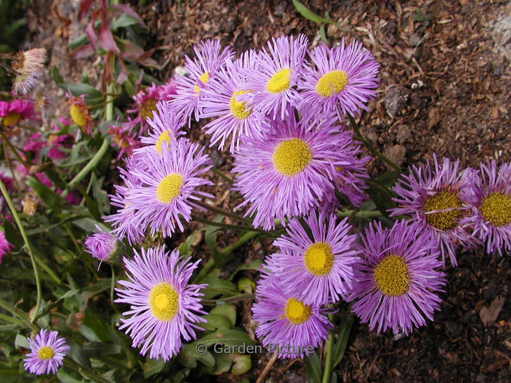 Erigeron ‘Mrs. E.H. Beale’