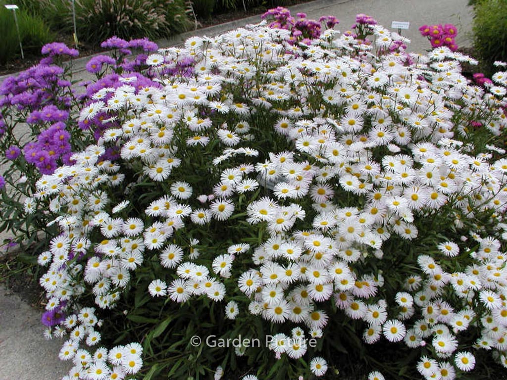 Erigeron ‘Sommerneuschnee’