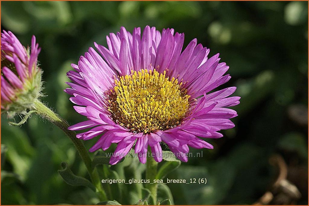 Erigeron glaucus ‘Sea Breeze’