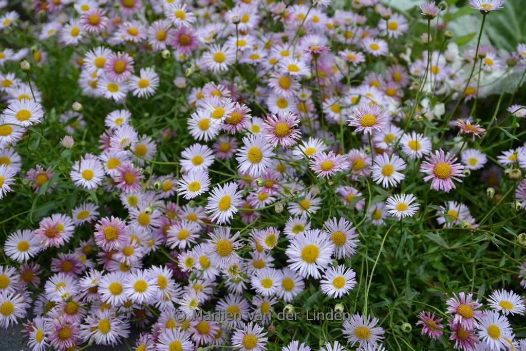 Erigeron karvinskianus ‘Lavender lady’
