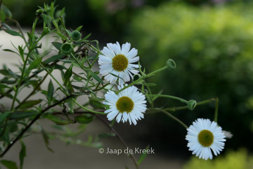 Erigeron karvinskianus ‘Profusion’
