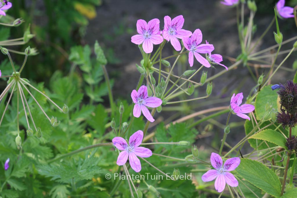 Erodium manescavii