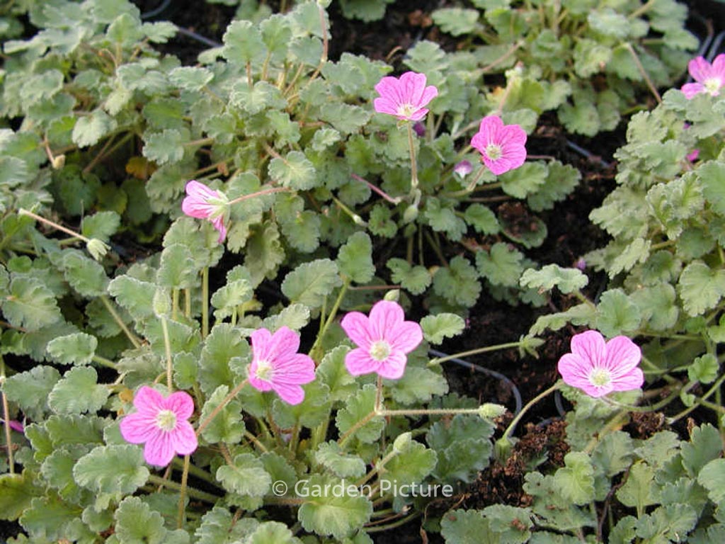 Erodium variabile ‘Bishop’s Form’
