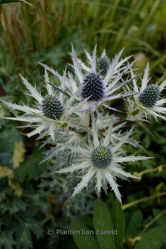 Eryngium ‘Big Blue’