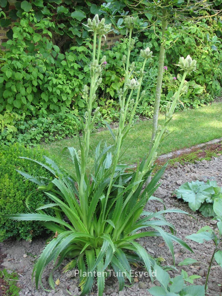 Eryngium agavifolium