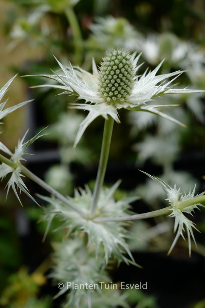 Eryngium giganteum ‘Silver Ghost’