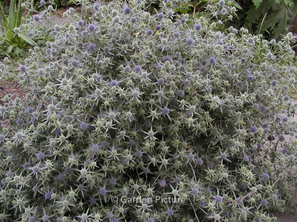 Eryngium planum ‘Blauer Zwerg’