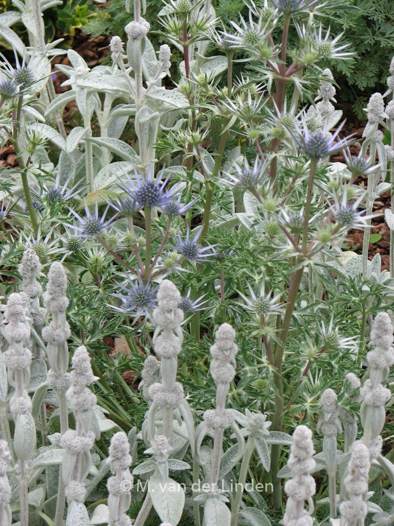 Eryngium planum ‘Blaukappe’