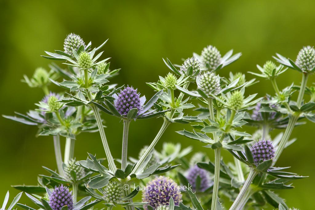 Eryngium planum ‘Blue Hobbit’