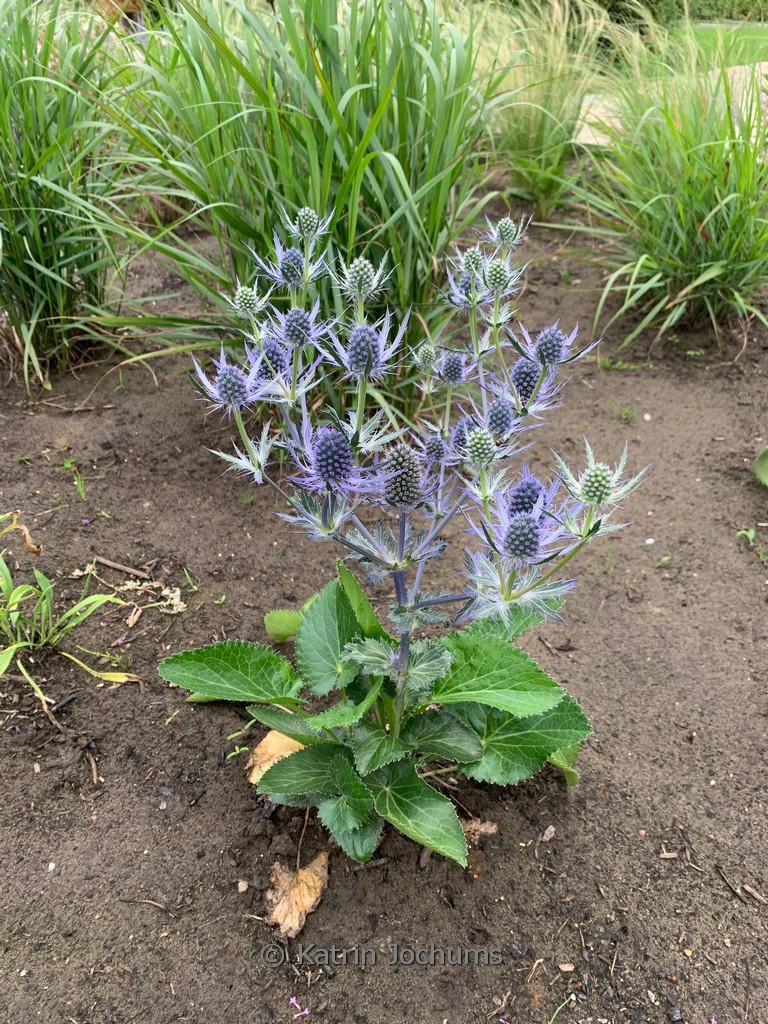 Eryngium planum ‘Magical Blue Lagoon’