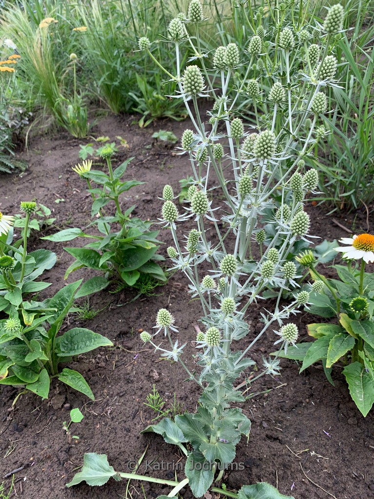 Eryngium planum ‘Magical Silver’
