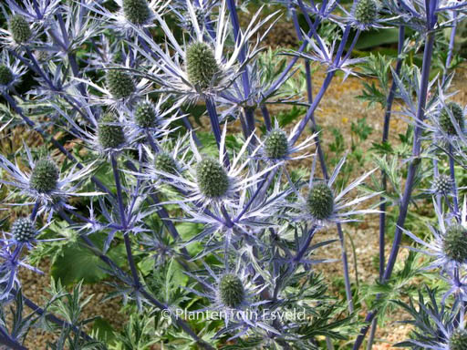 Eryngium planum