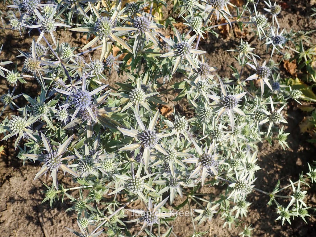 Eryngium tripartitum