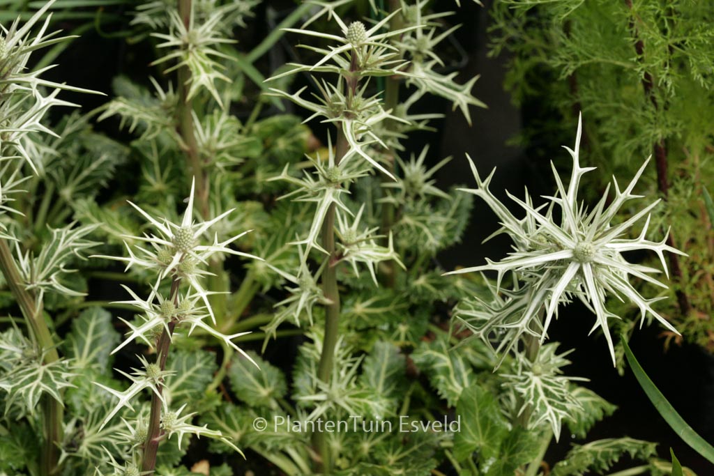 Eryngium variifolium
