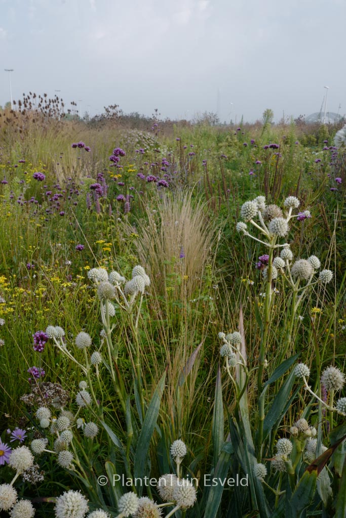 Eryngium yuccifolium