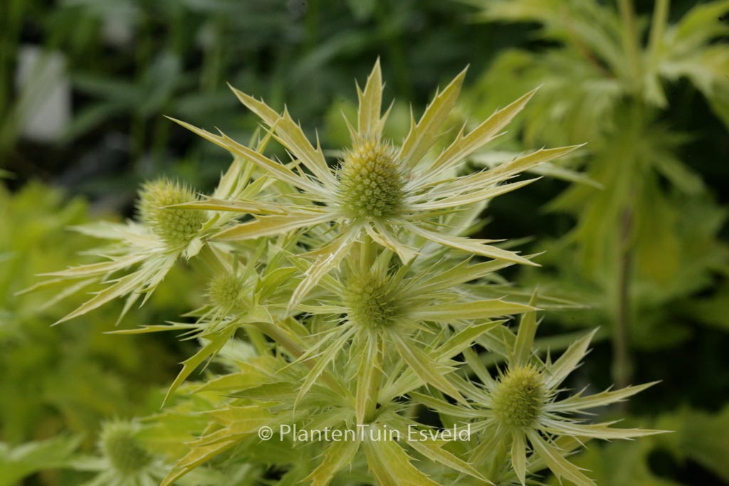 Eryngium zabelii ‘Neptunes Gold’