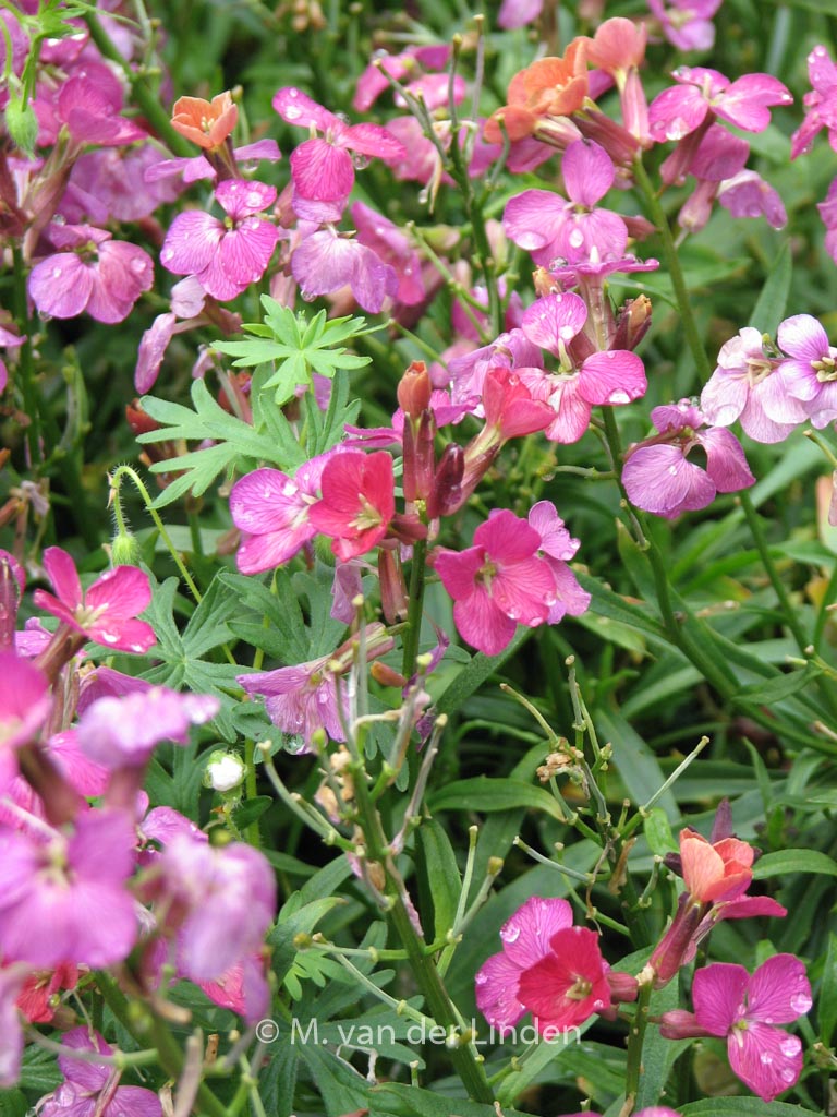 Erysimum ‘Constant Cheer’