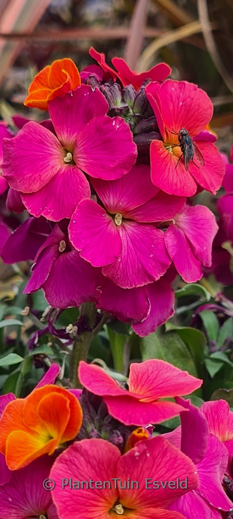 Erysimum ‘Leya Orange Purple Glow’