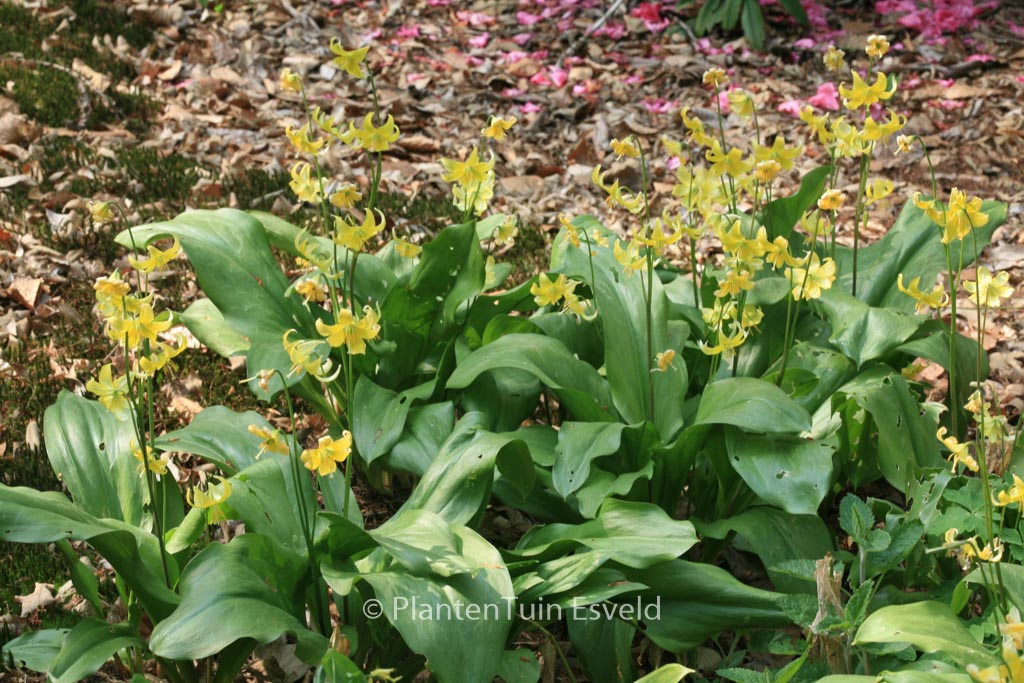 Erythronium ‘Pagoda’