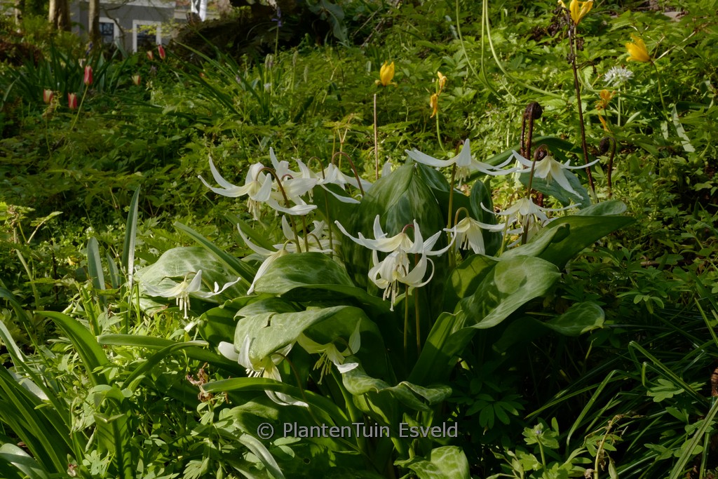 Erythronium ‘White Beauty’