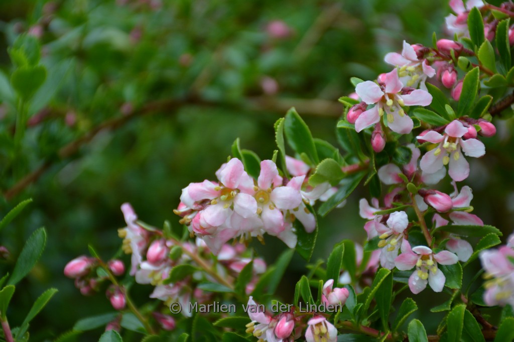 Escallonia ‘Apple Blossom’