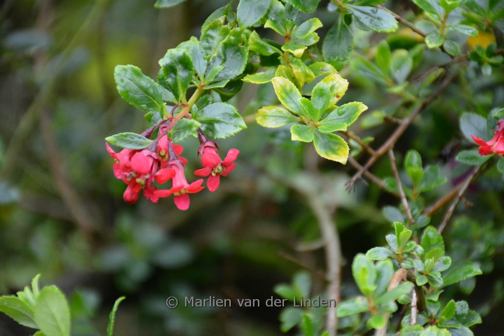 Escallonia ‘Red Dream’