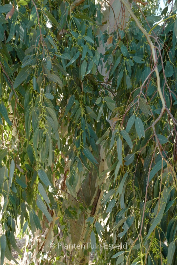 Eucalyptus gunnii
