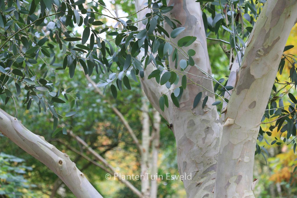Eucalyptus pauciflora debeuzevillei