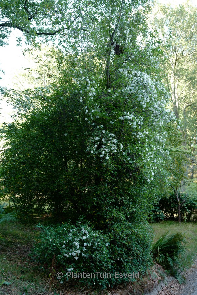Eucryphia glutinosa
