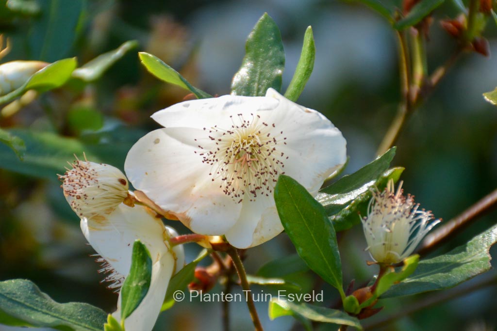 Eucryphia intermedia ‘Rostrevor’