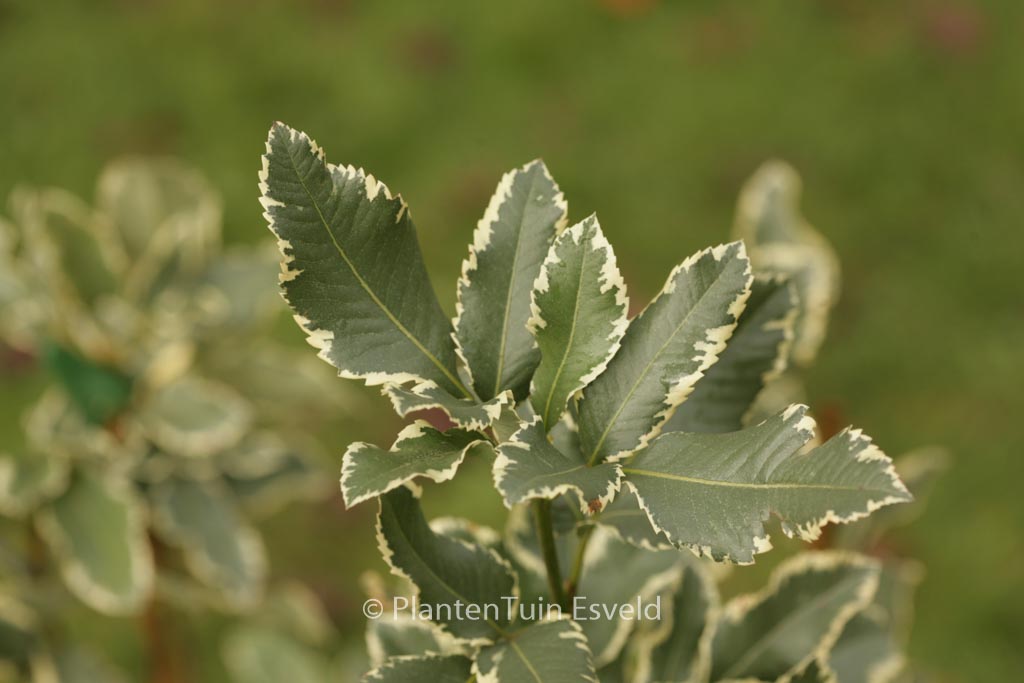 Eucryphia nymansensis ‘Nymans Silver’