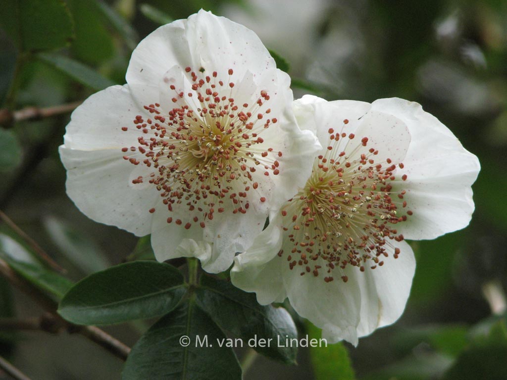 Eucryphia nymansensis ‘Nymansay’