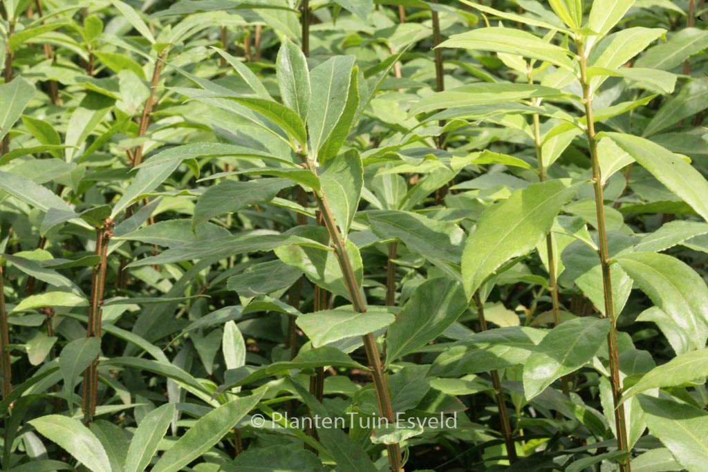Euonymus alatus ‘Blade Runner’