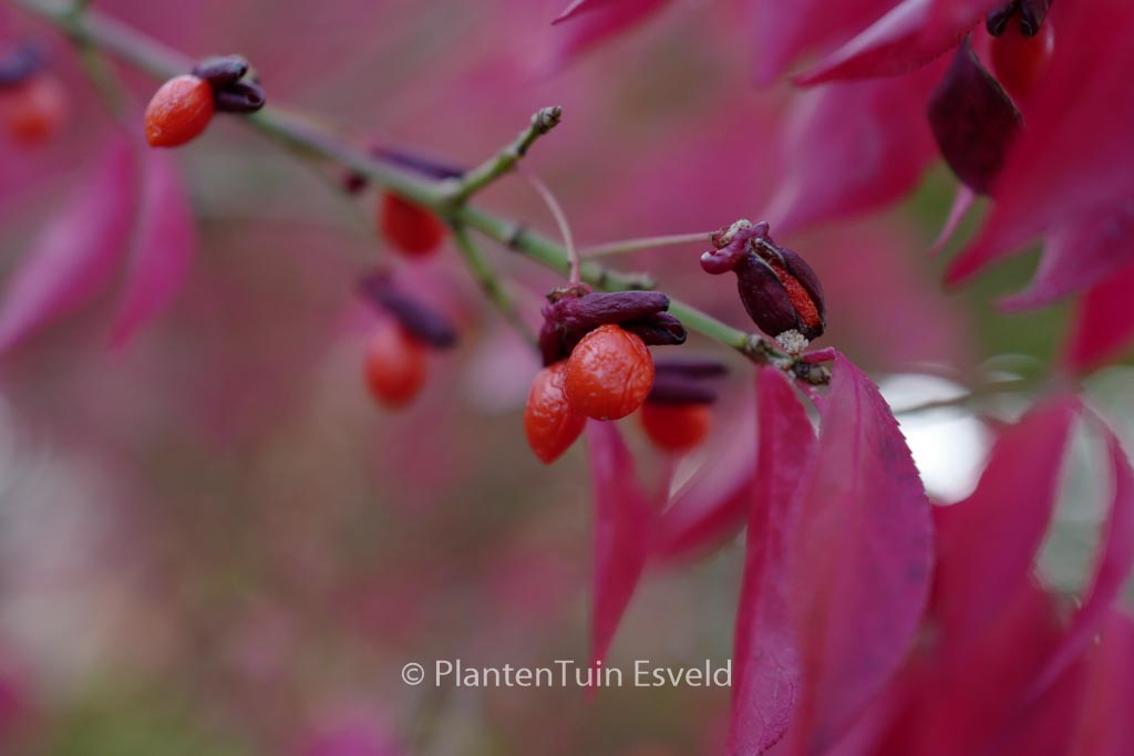 Euonymus alatus ‘Compactus’
