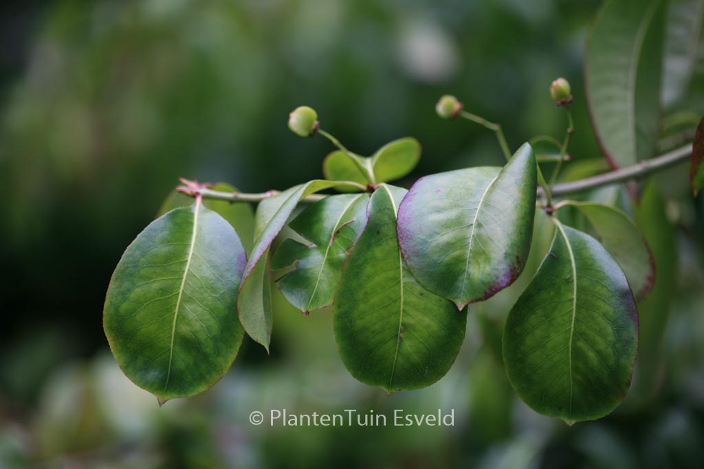 Euonymus carnosus ‘Trompenburg Lustre’