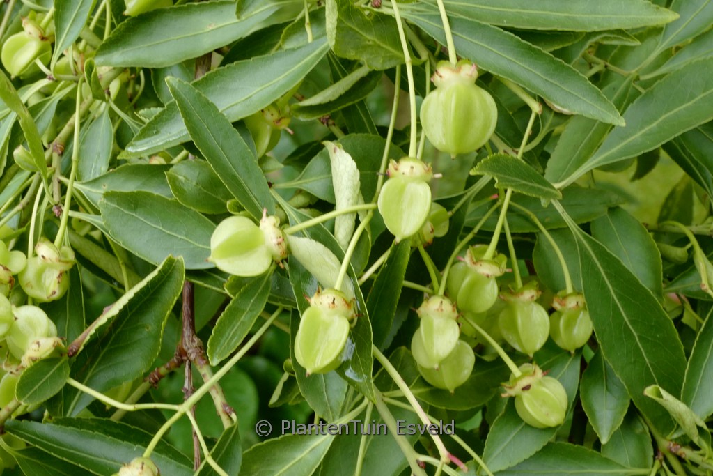 Euonymus carnosus