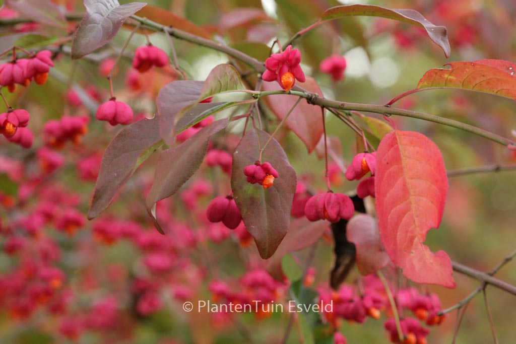 Euonymus europaeus ‘Red Cascade’