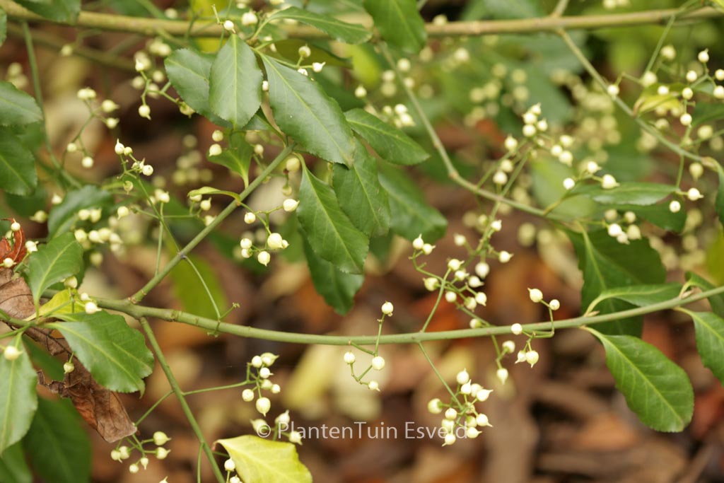 Euonymus fortunei ‘Coloratus’
