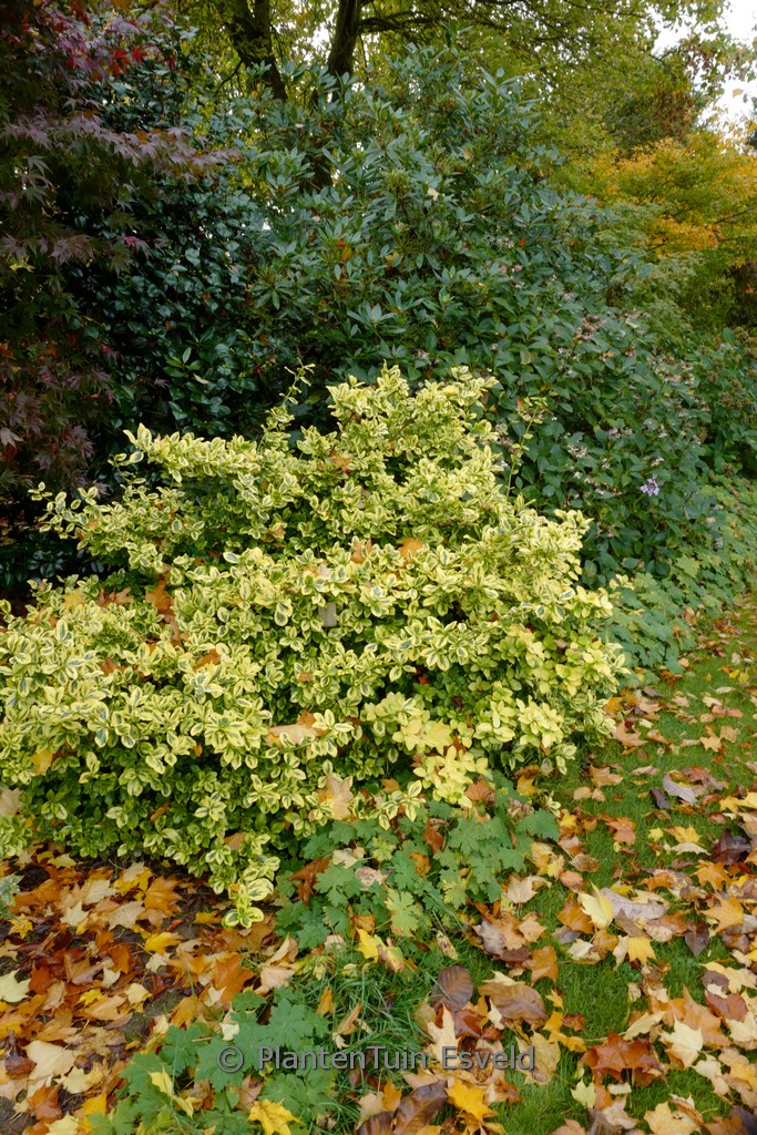 Euonymus fortunei ‘Emerald & Gold’