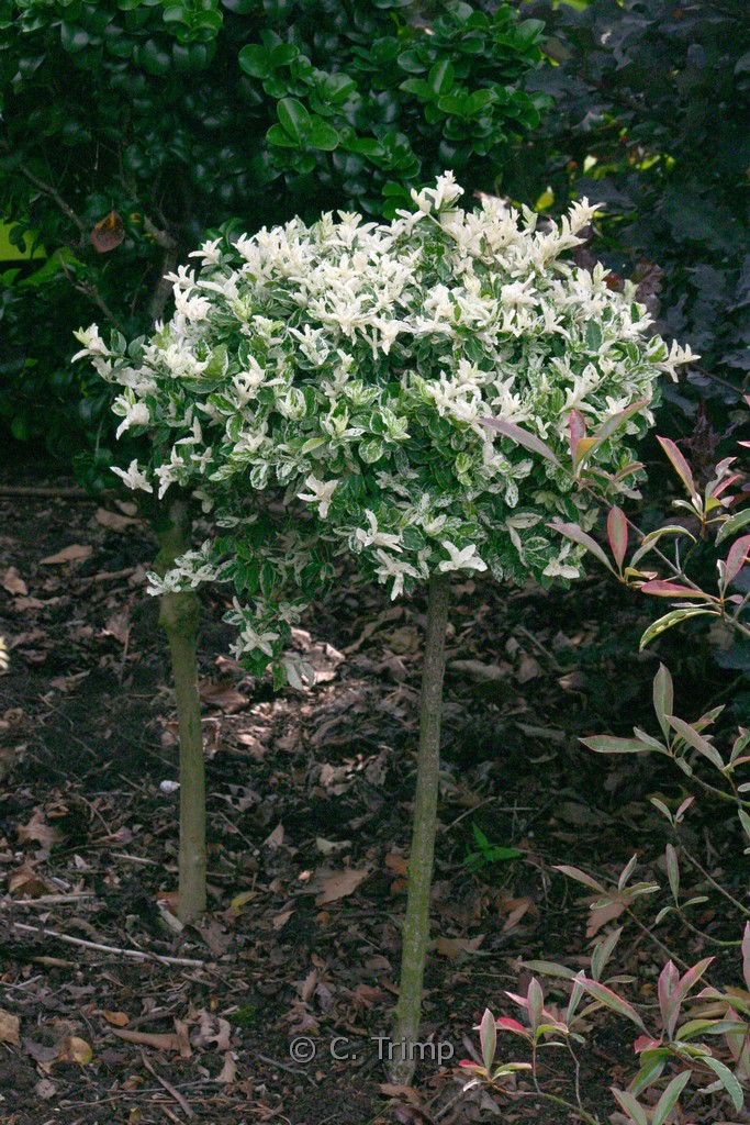 Euonymus fortunei ‘Harlequin’