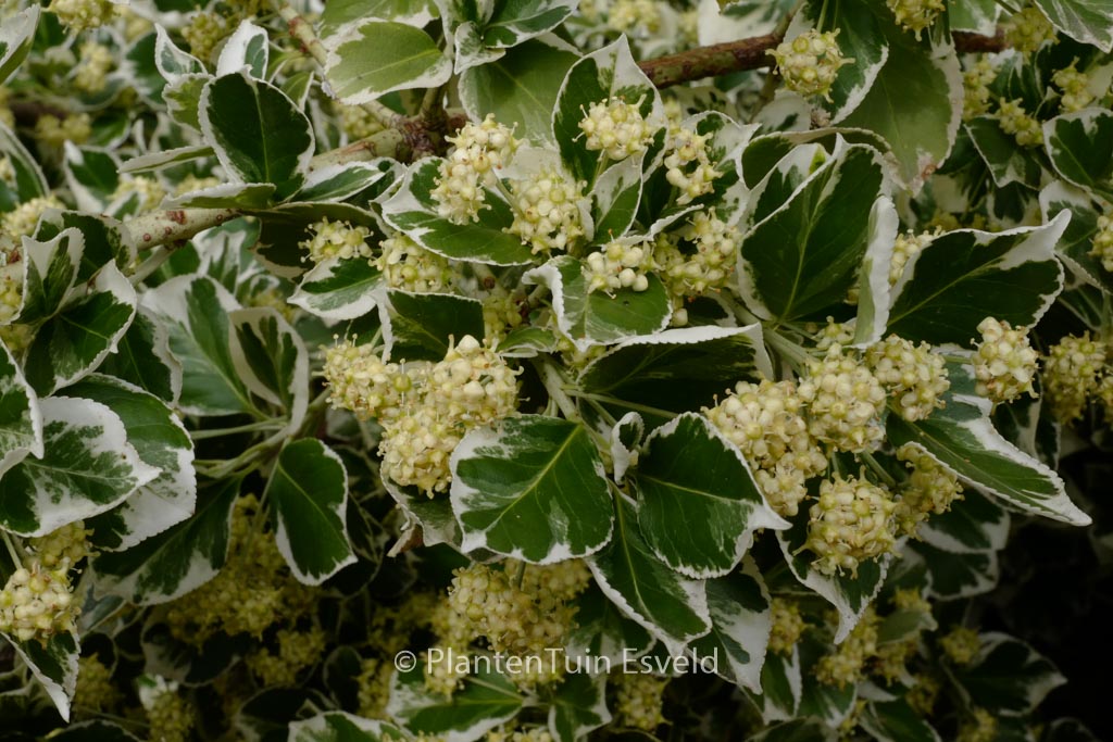 Euonymus fortunei ‘Silver Queen’
