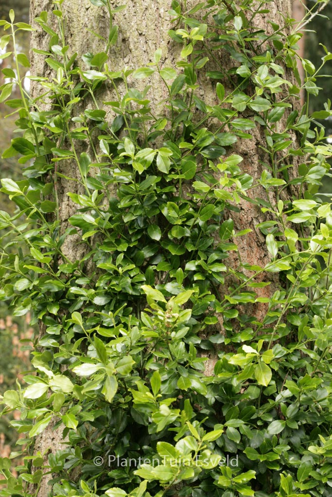 Euonymus fortunei ‘Vegetus’