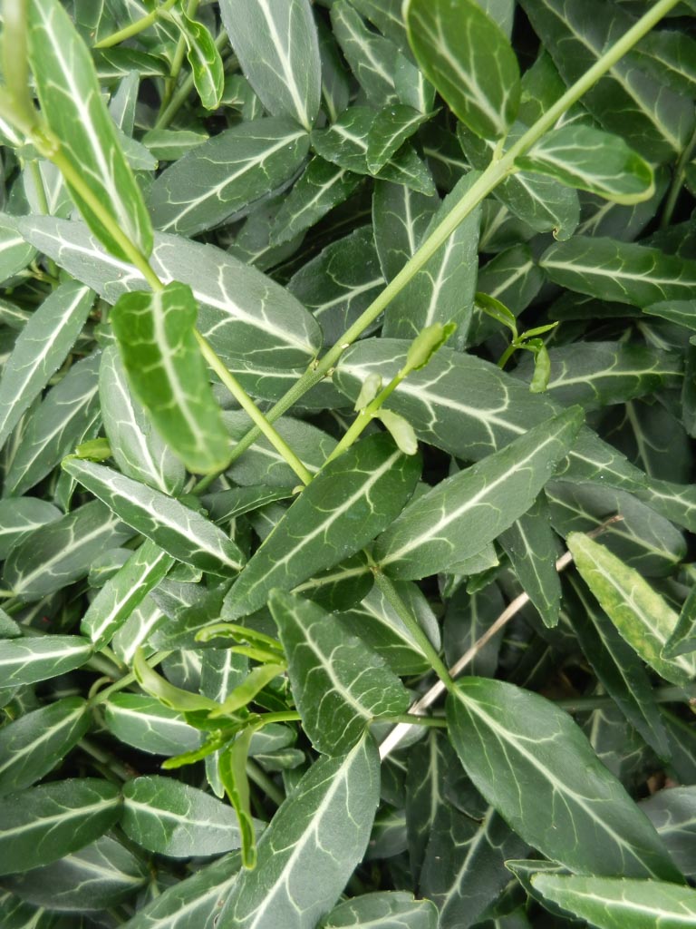 Euonymus fortunei ‘Wolong Ghost’
