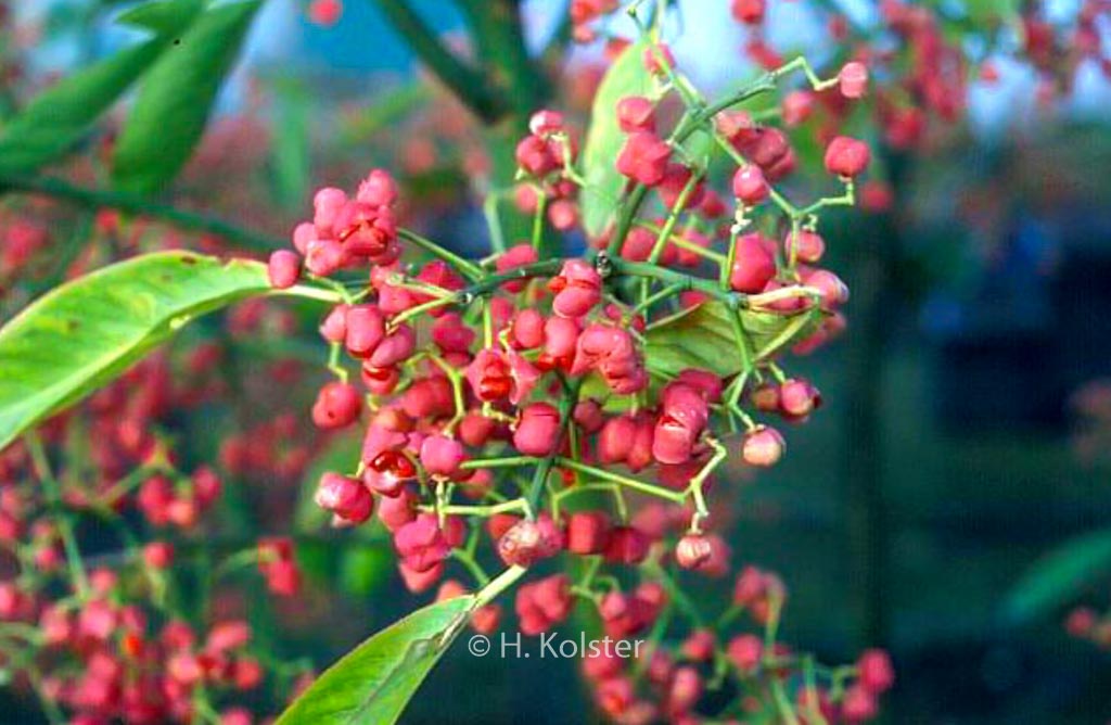 Euonymus hamiltonianus ‘Den Haag’