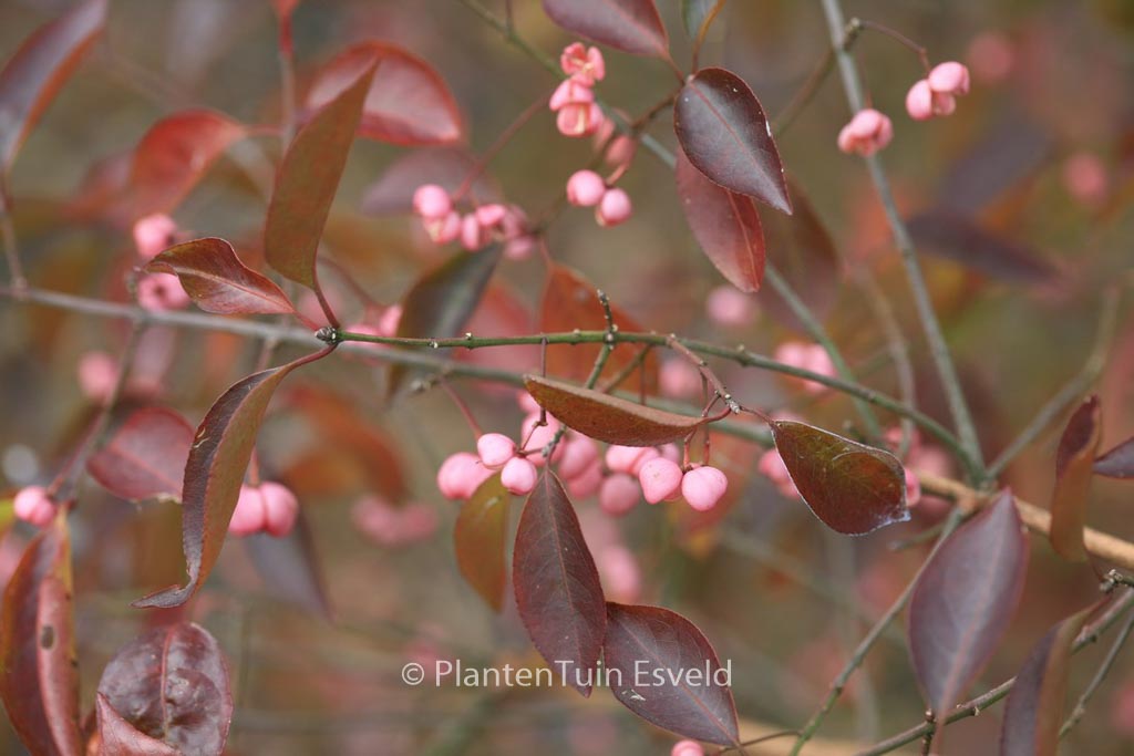 Euonymus hamiltonianus ‘Indian Summer’