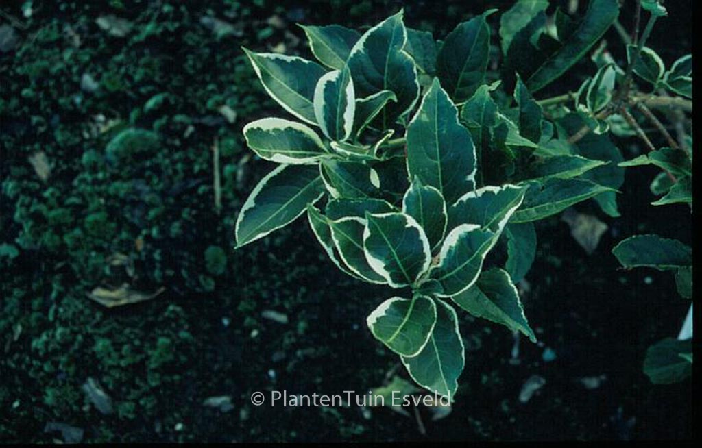 Euonymus hamiltonianus ‘Snow’