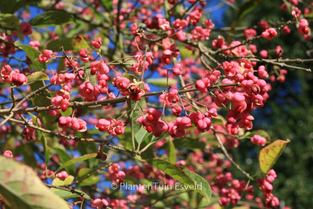 Euonymus hamiltonianus