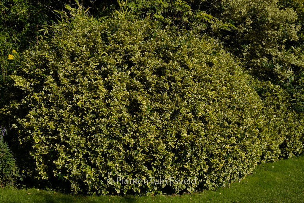 Euonymus japonicus ‘Aureomarginatus’